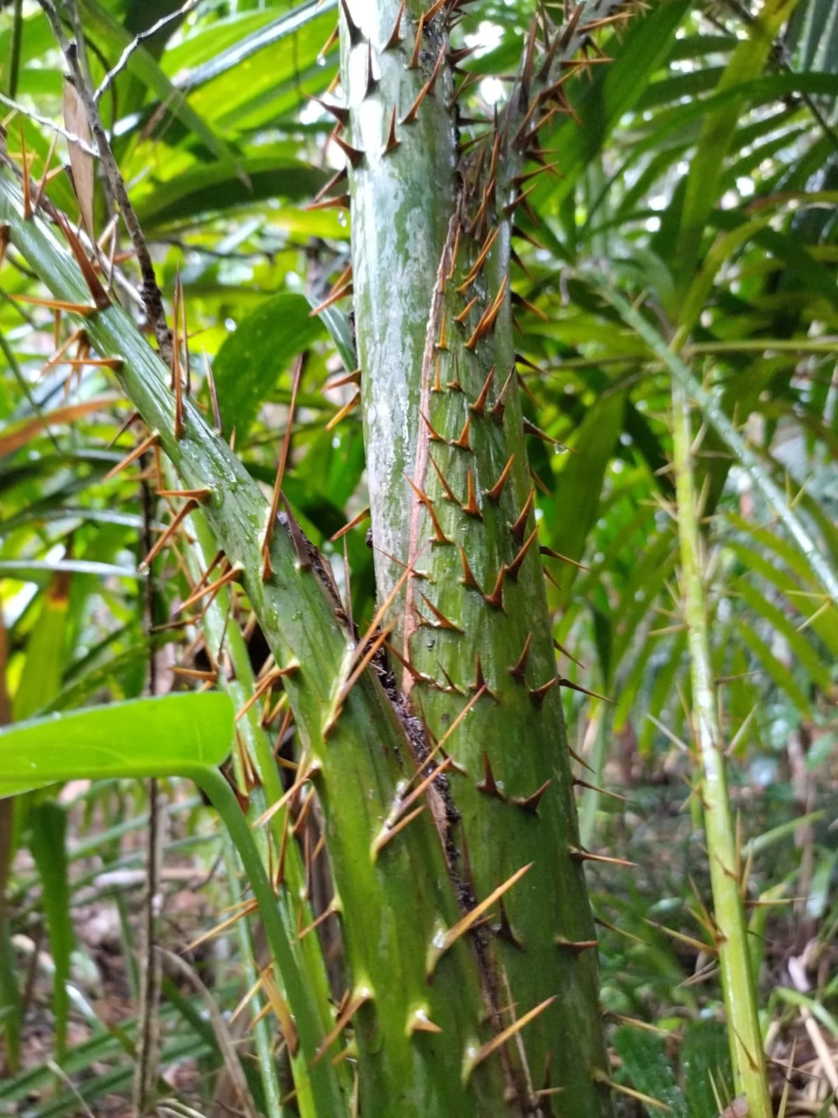 Botanical specimen of Calamus Aruensis.