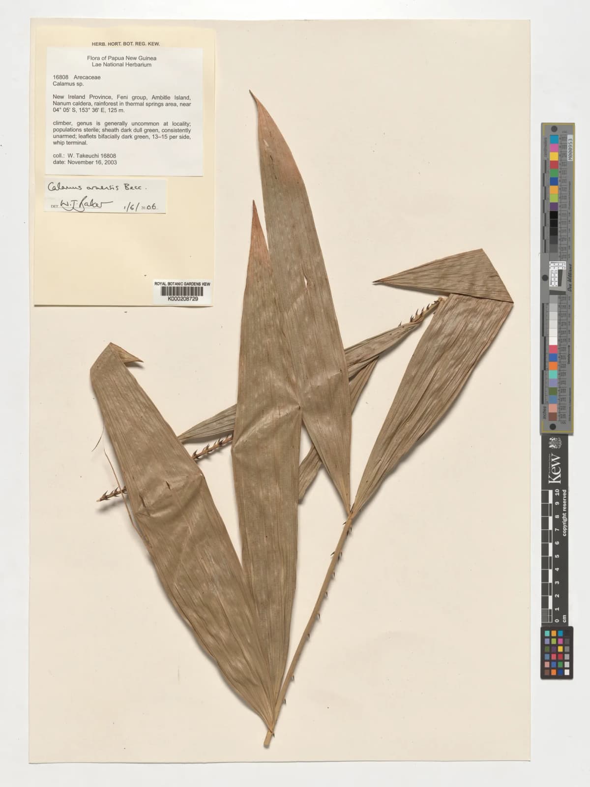 Botanical specimen of Calamus Aruensis.