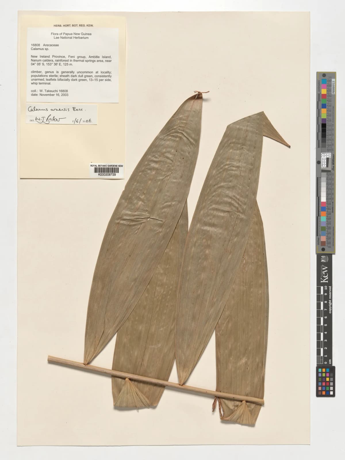 Botanical specimen of Calamus Aruensis.