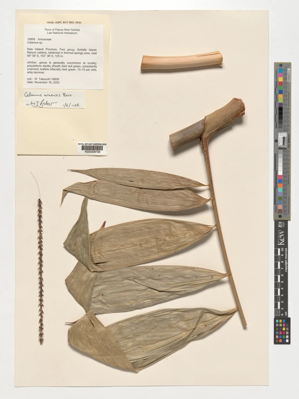 Botanical specimen of Calamus Aruensis.