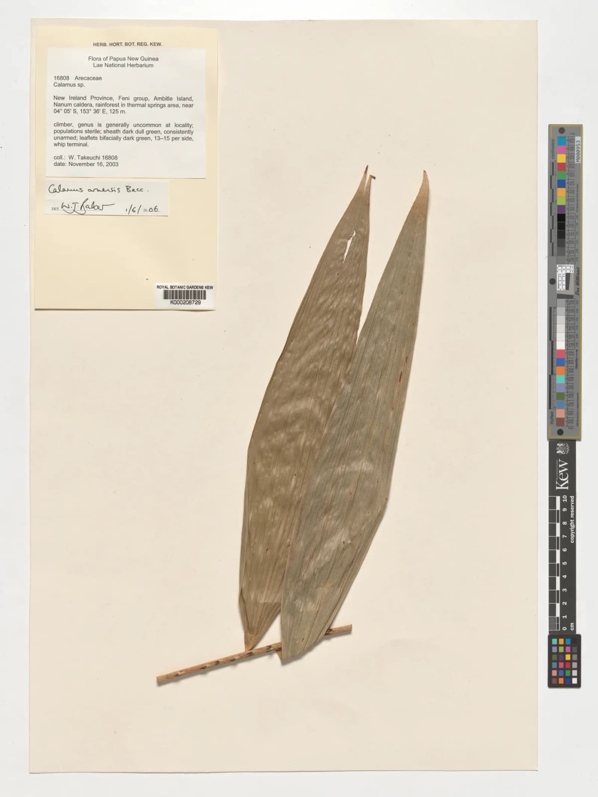 Botanical specimen of Calamus Aruensis.
