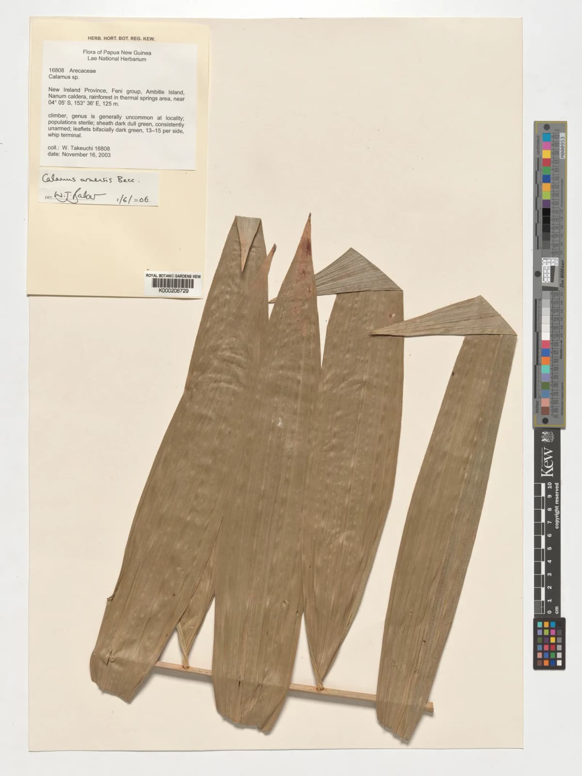 Botanical specimen of Calamus Aruensis.