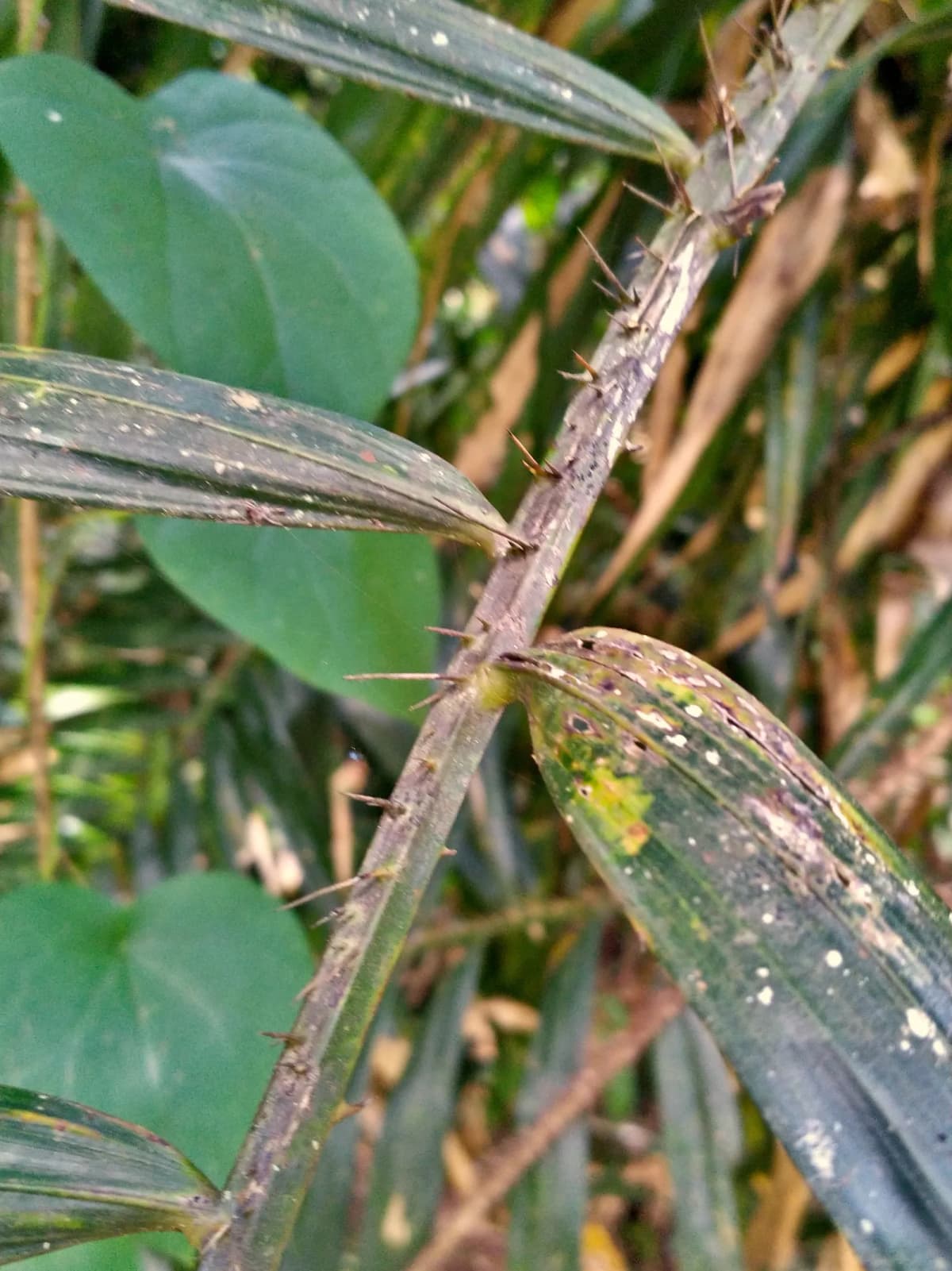 Botanical specimen of Calamus Australis.
