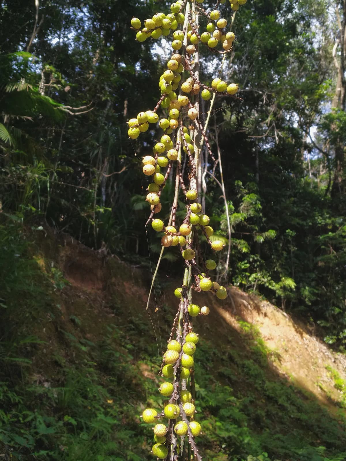 Botanical specimen of Calamus Australis.
