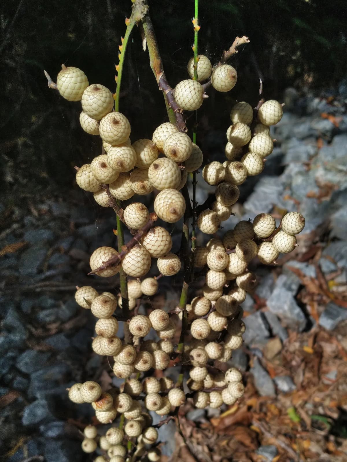Botanical specimen of Calamus Australis.