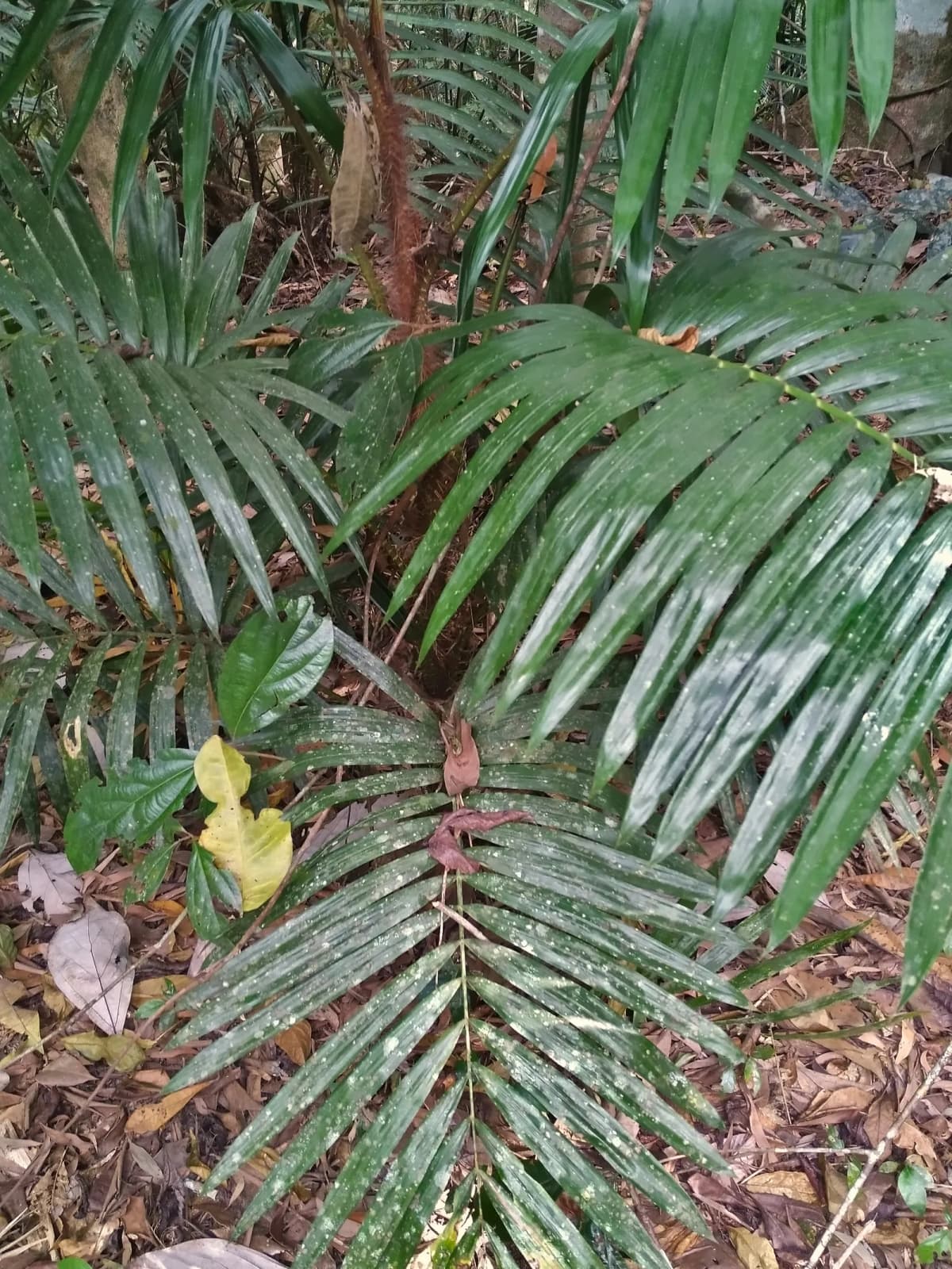 Botanical specimen of Calamus Australis.