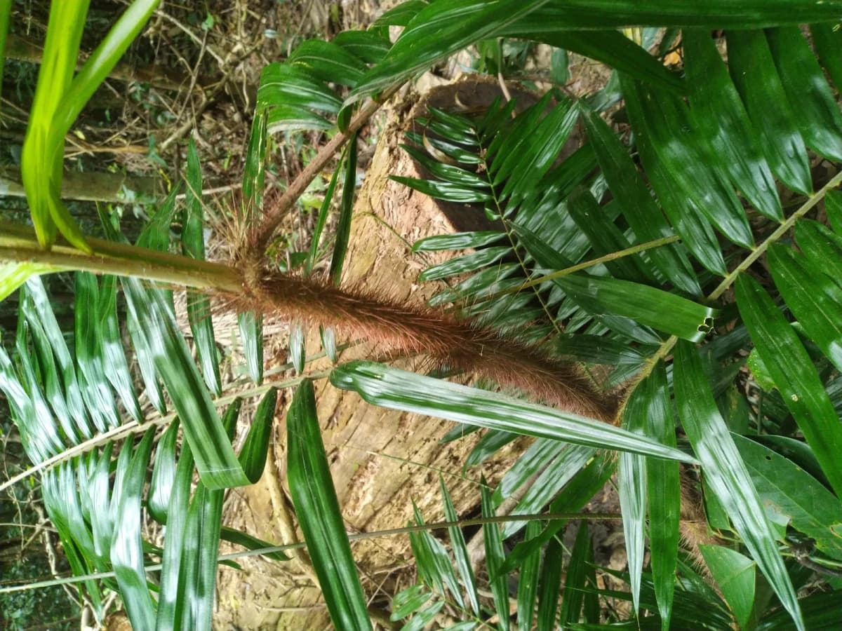 Botanical specimen of Calamus Australis.
