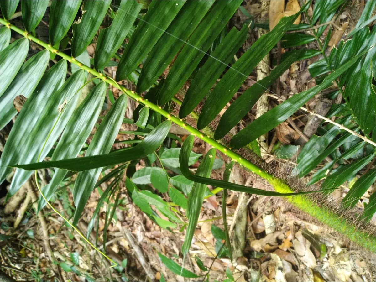 Botanical specimen of Calamus Australis.