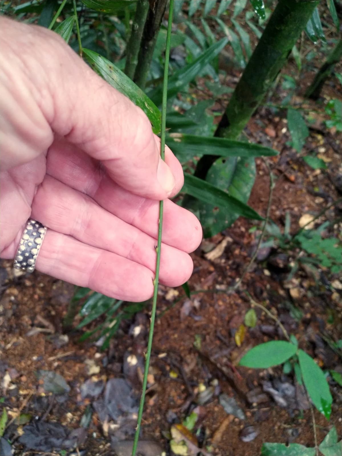 Botanical specimen of Calamus Australis.