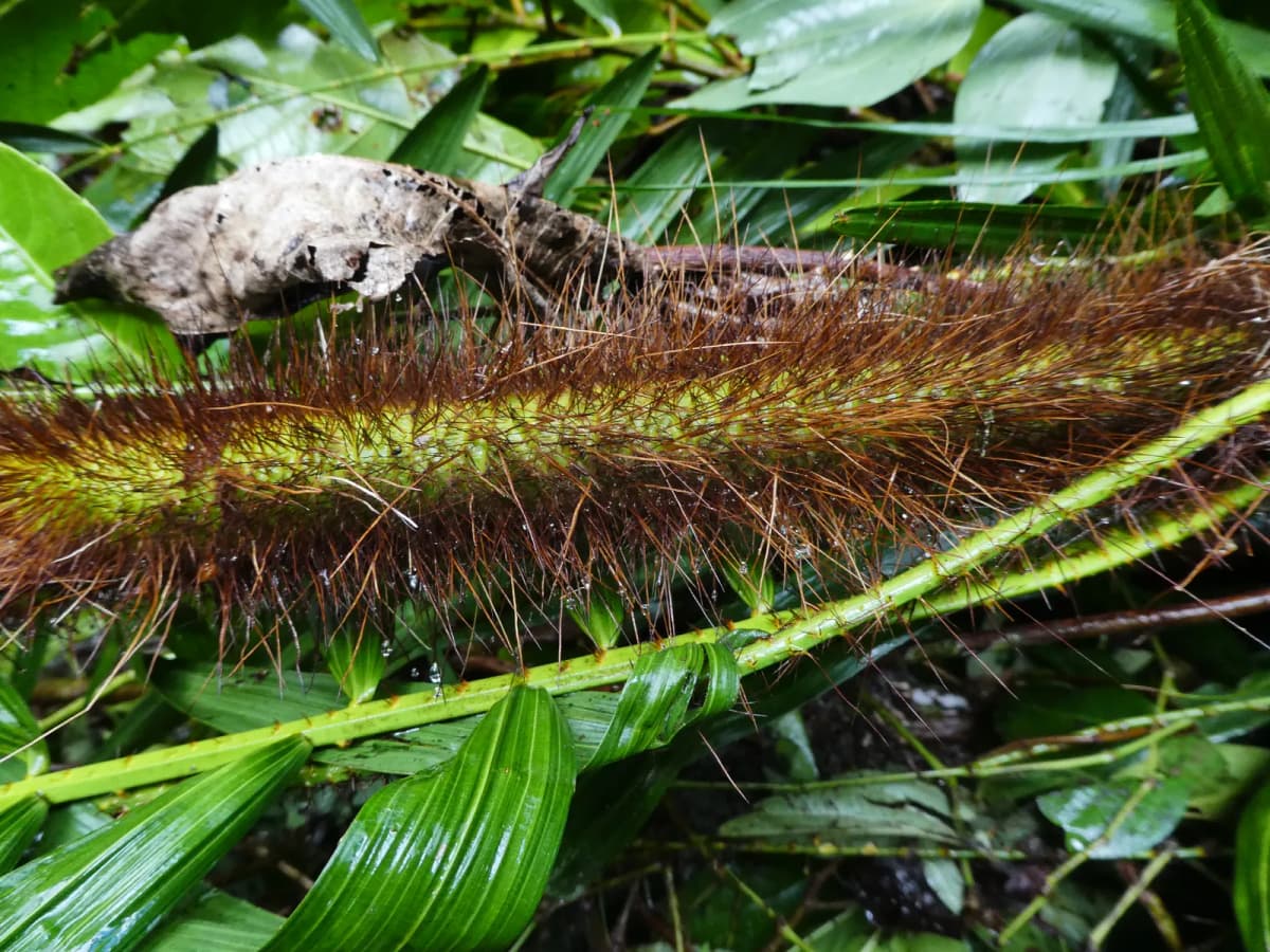 Botanical specimen of Calamus Australis.