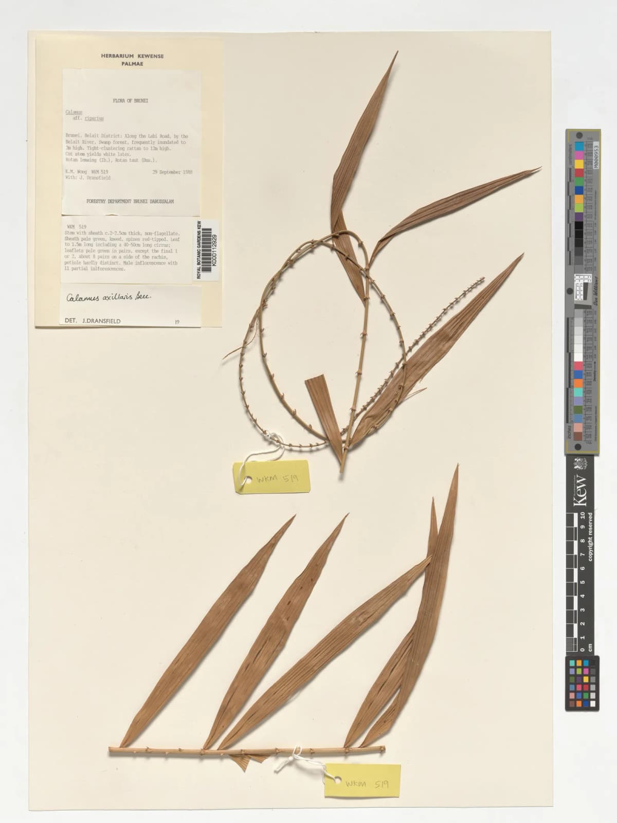 Botanical specimen of Calamus Axillaris.