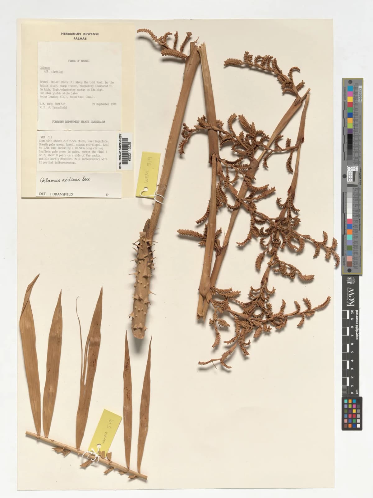 Botanical specimen of Calamus Axillaris.