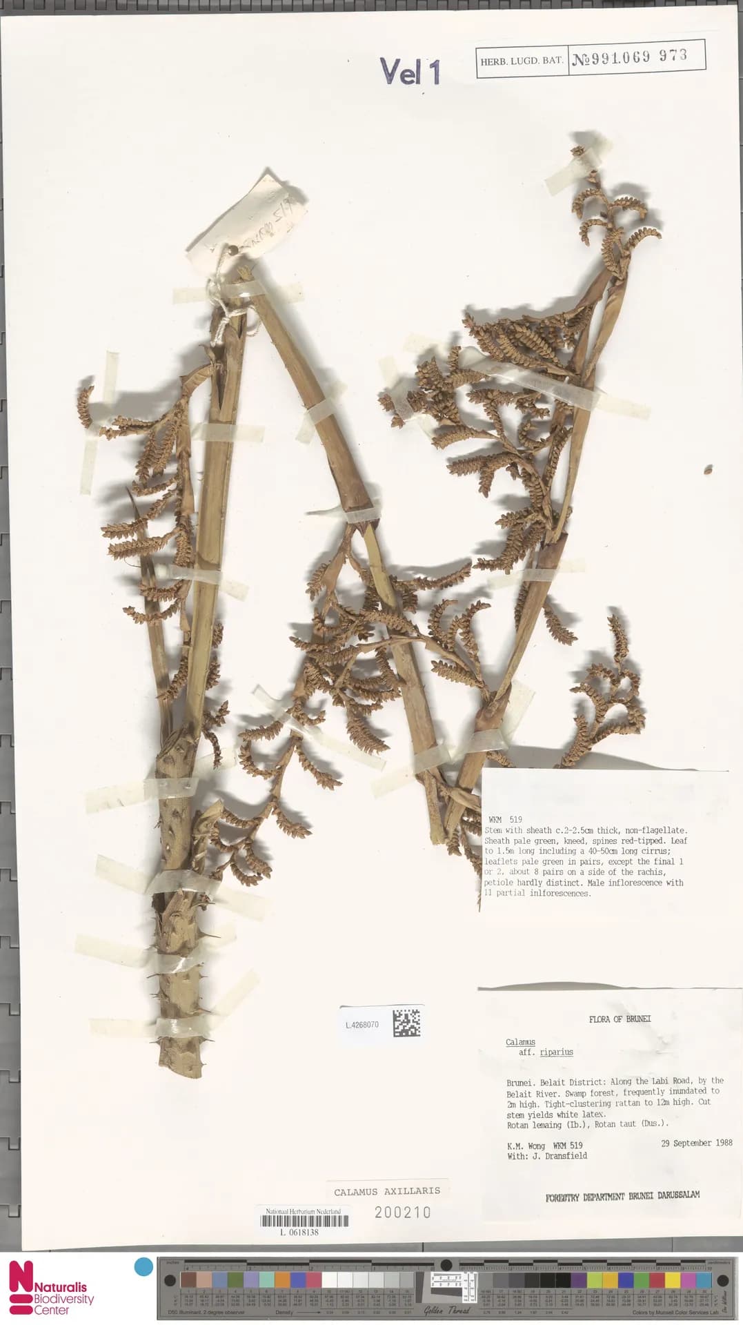 Botanical specimen of Calamus Axillaris.