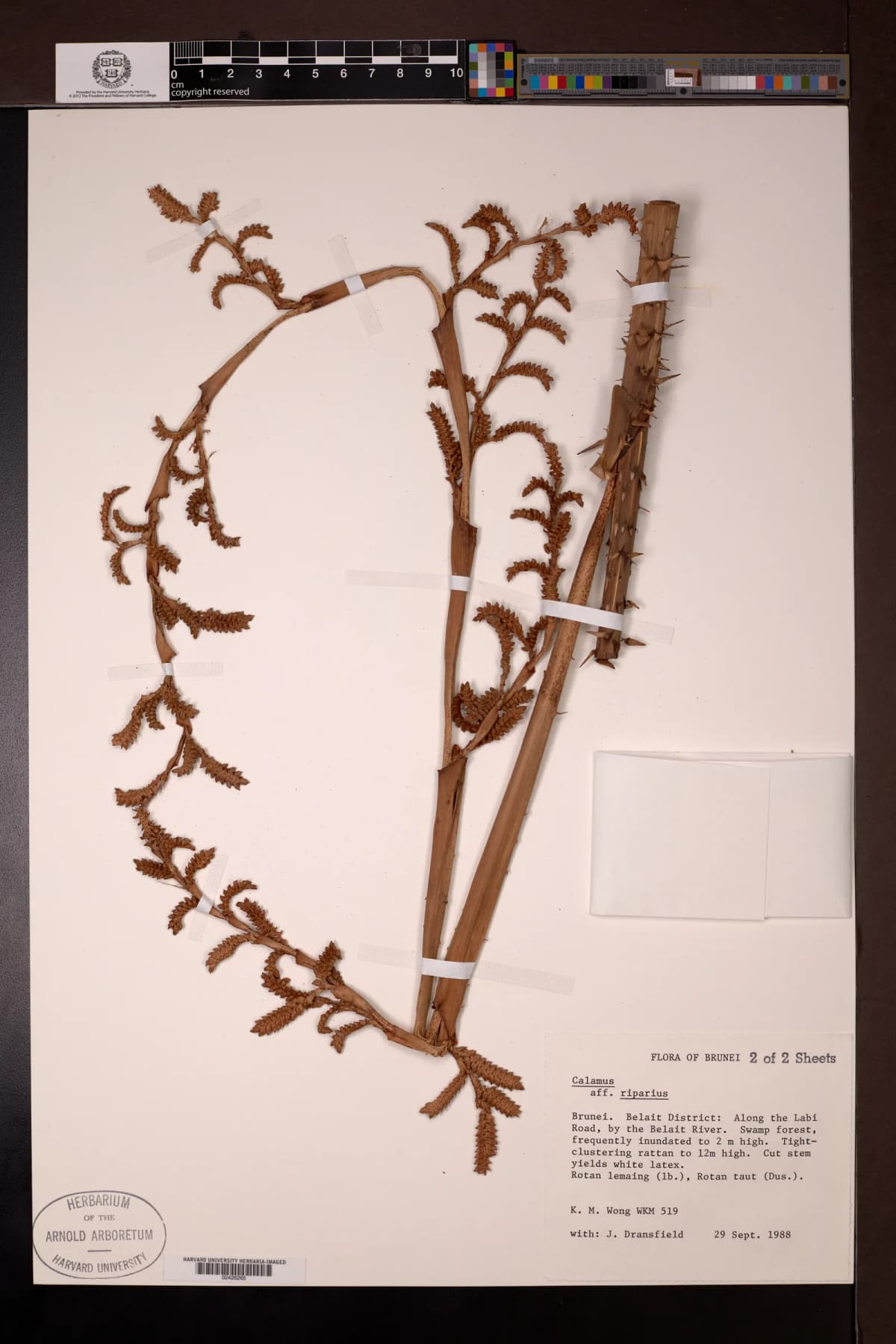 Botanical specimen of Calamus Axillaris.