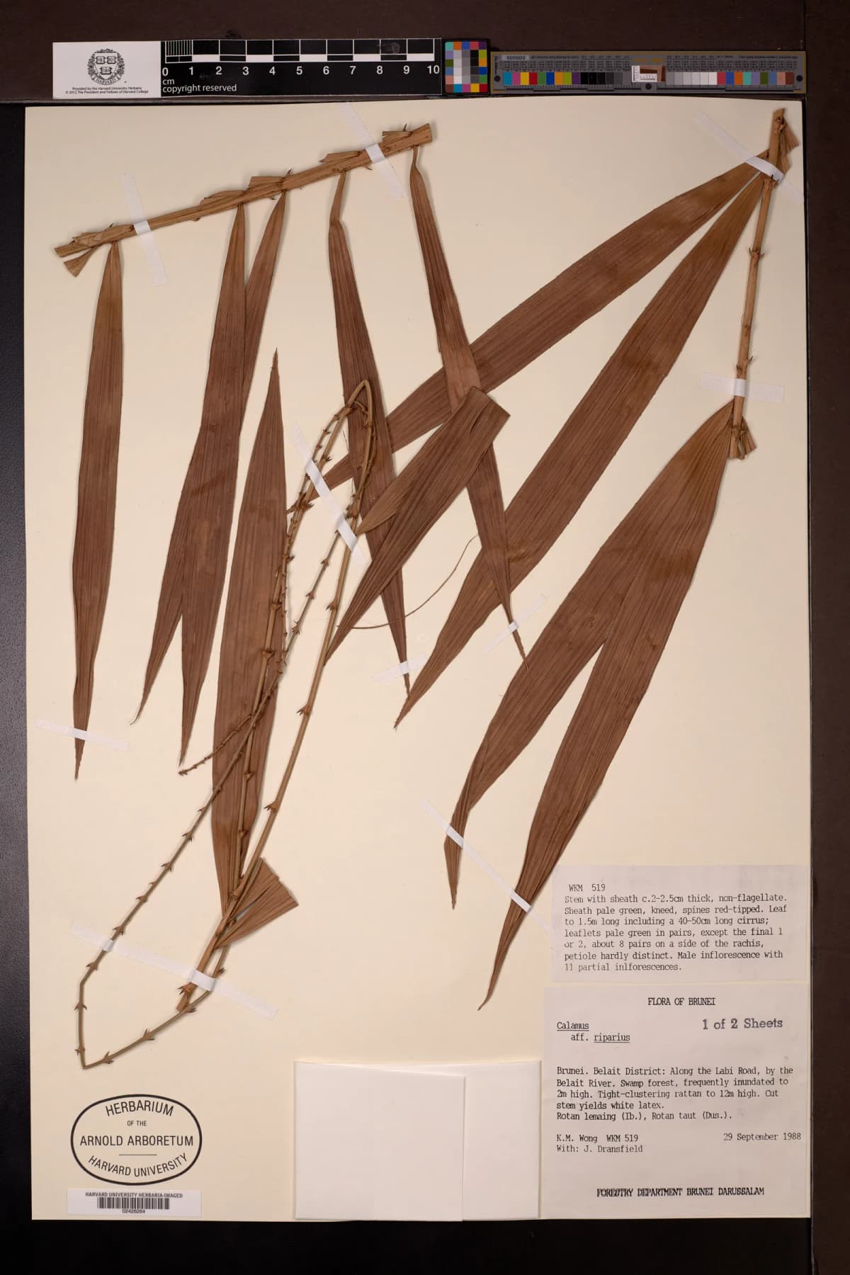 Botanical specimen of Calamus Axillaris.