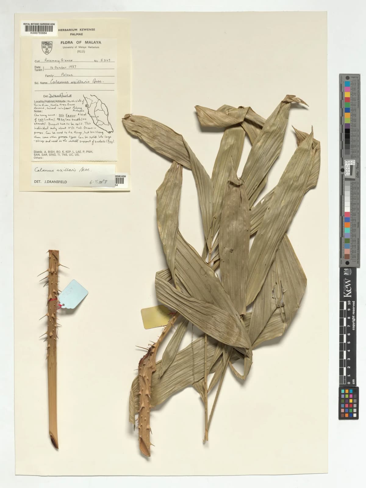 Botanical specimen of Calamus Axillaris.
