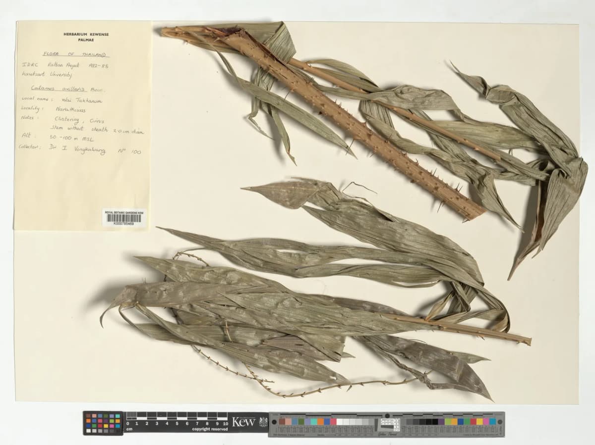Botanical specimen of Calamus Axillaris.