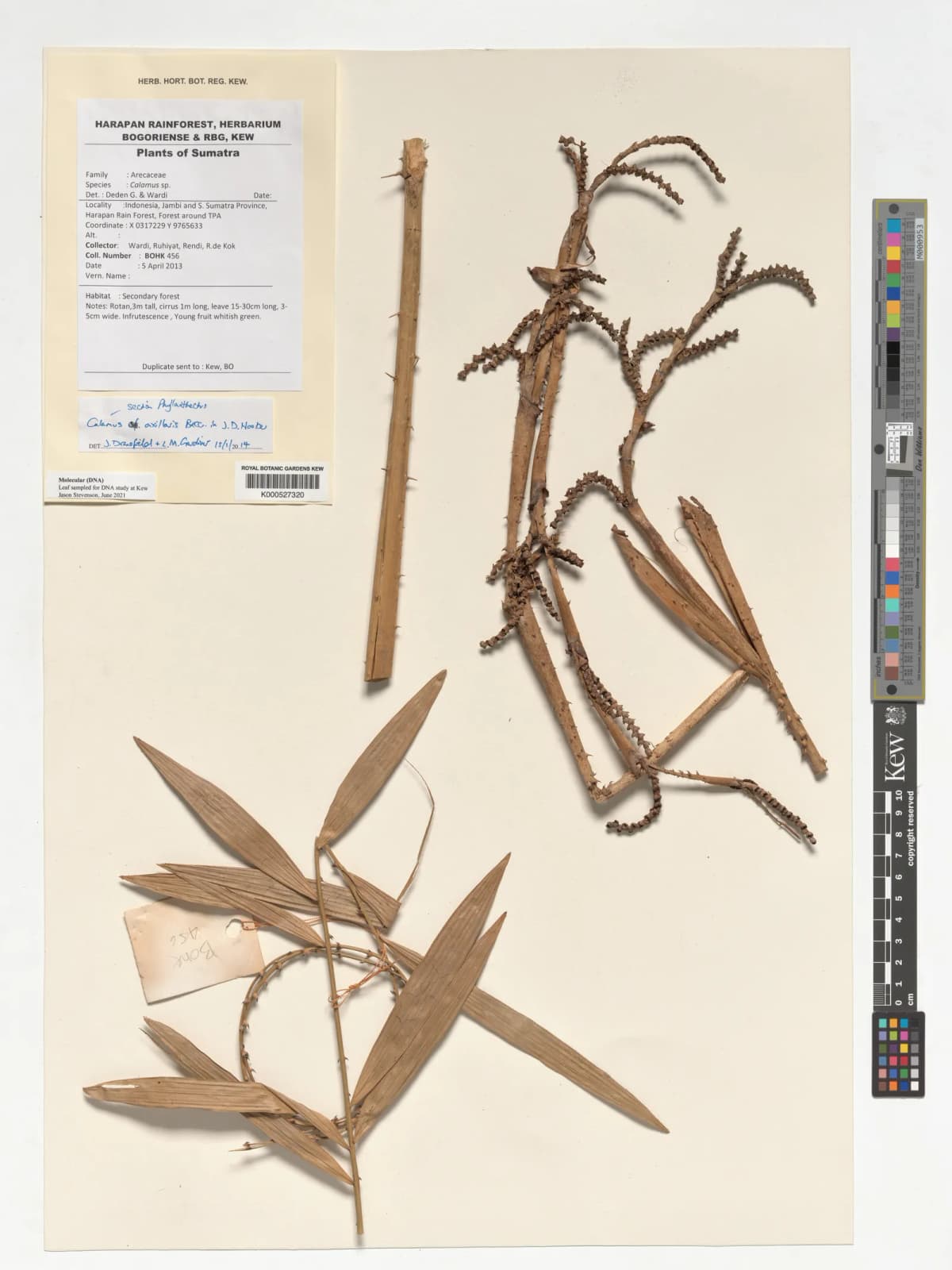 Botanical specimen of Calamus Axillaris.