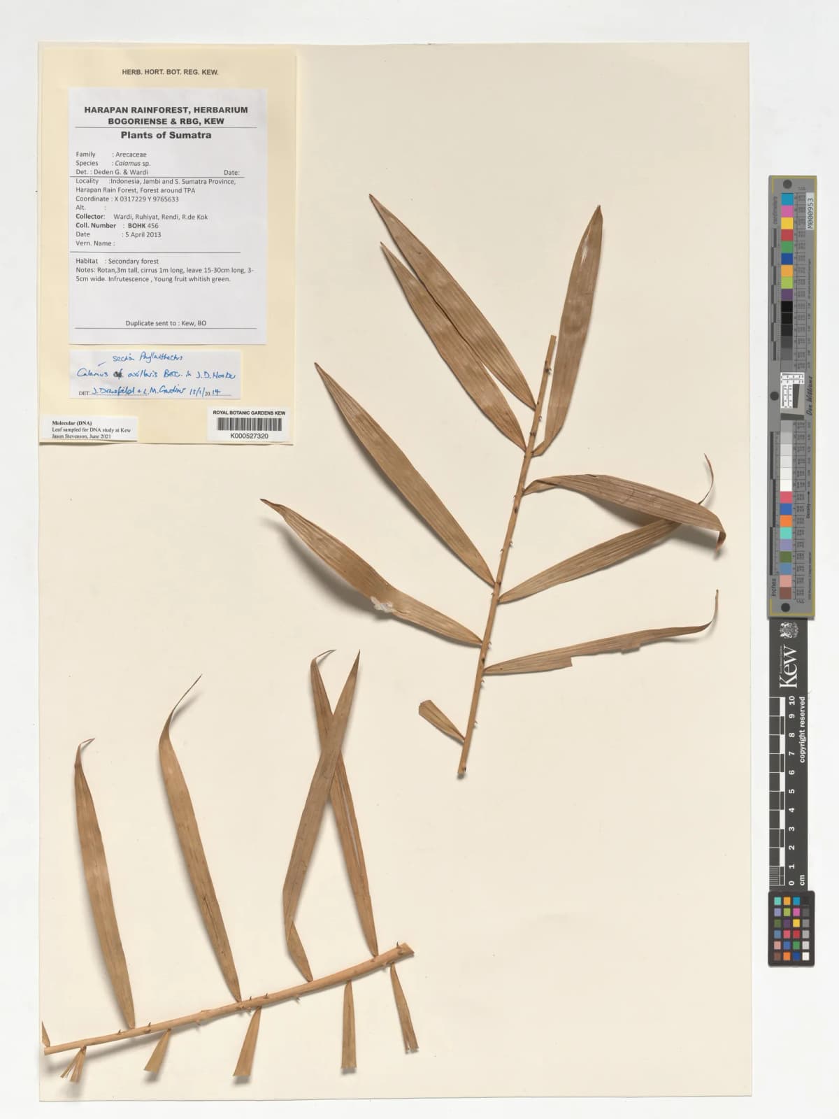 Botanical specimen of Calamus Axillaris.