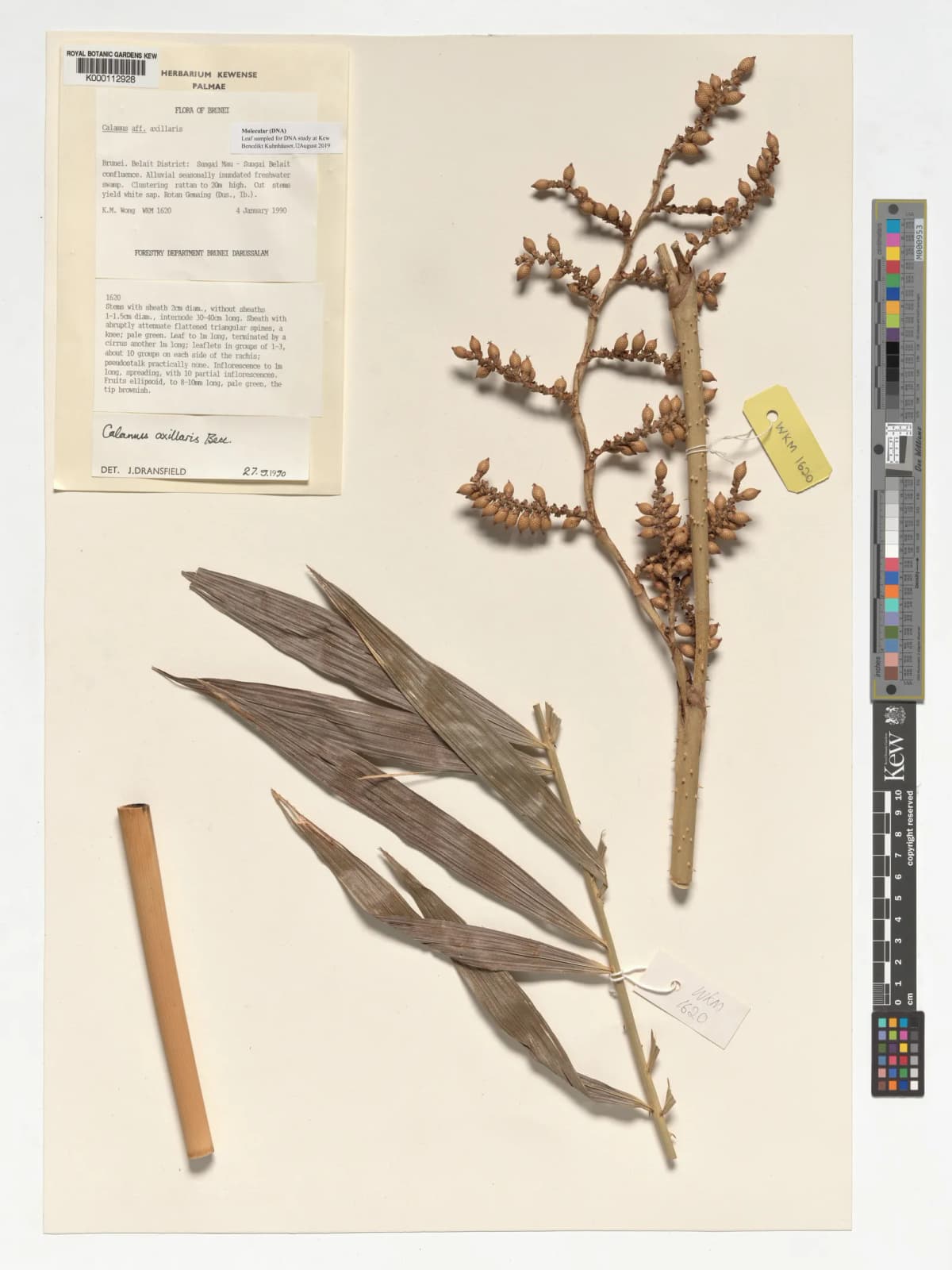 Botanical specimen of Calamus Axillaris.