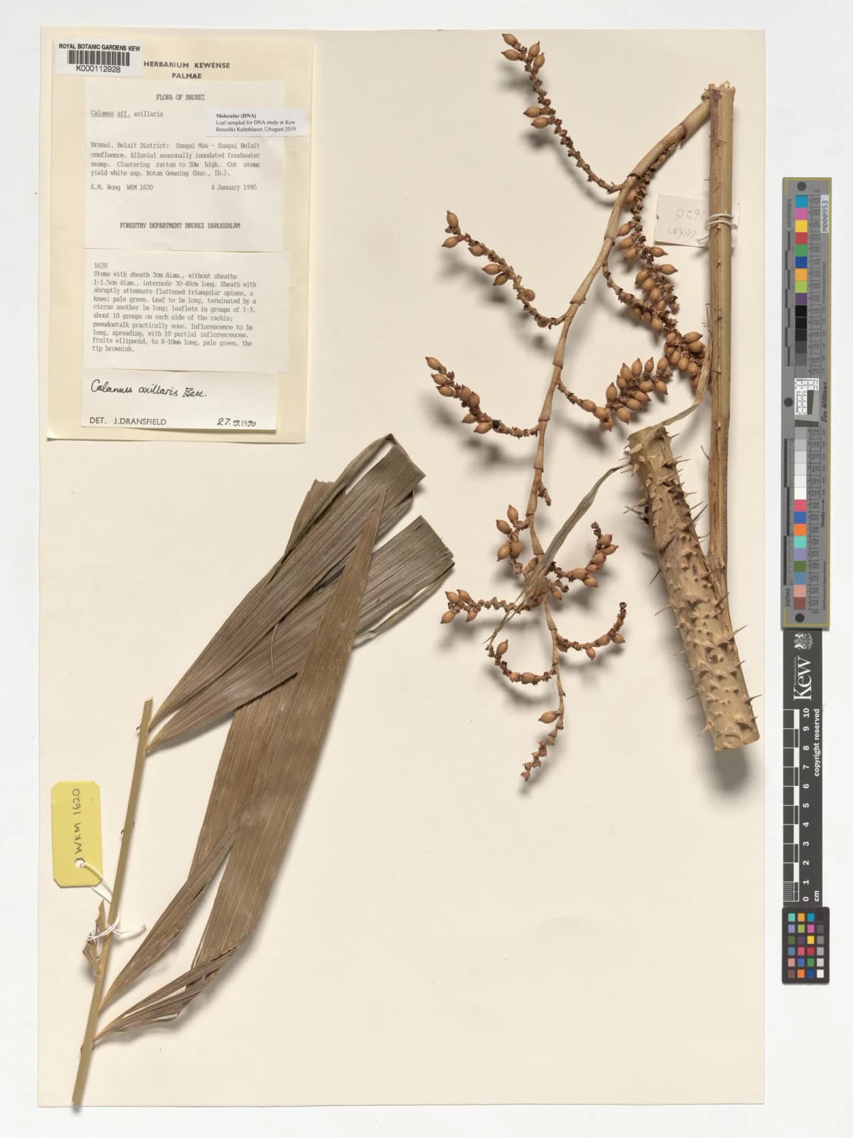 Botanical specimen of Calamus Axillaris.