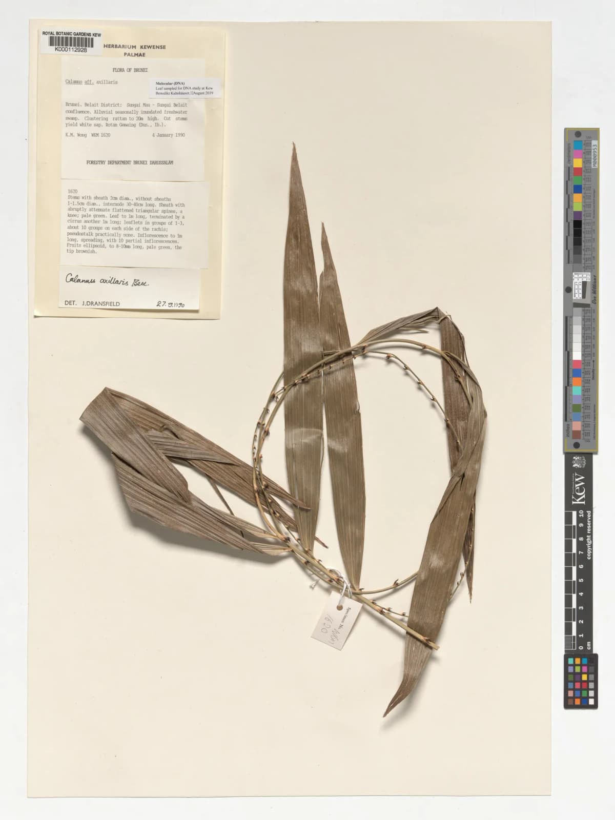 Botanical specimen of Calamus Axillaris.