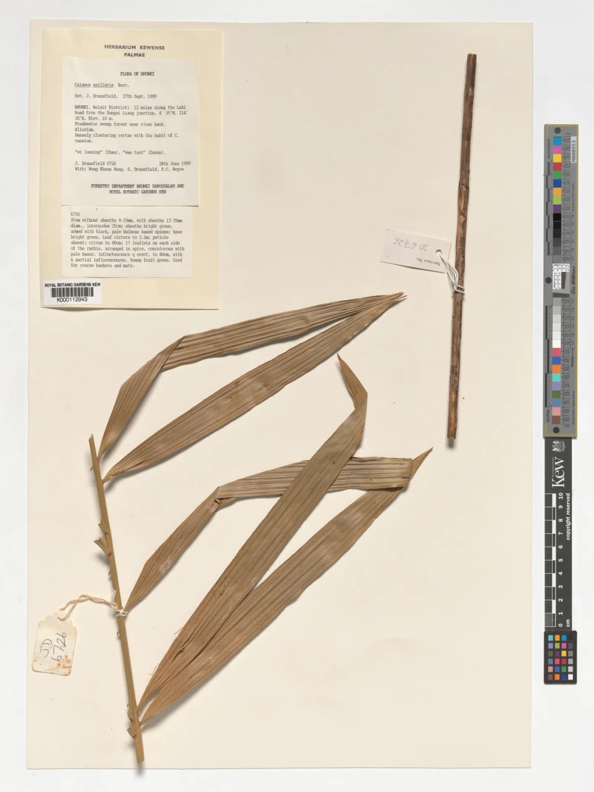 Botanical specimen of Calamus Axillaris.