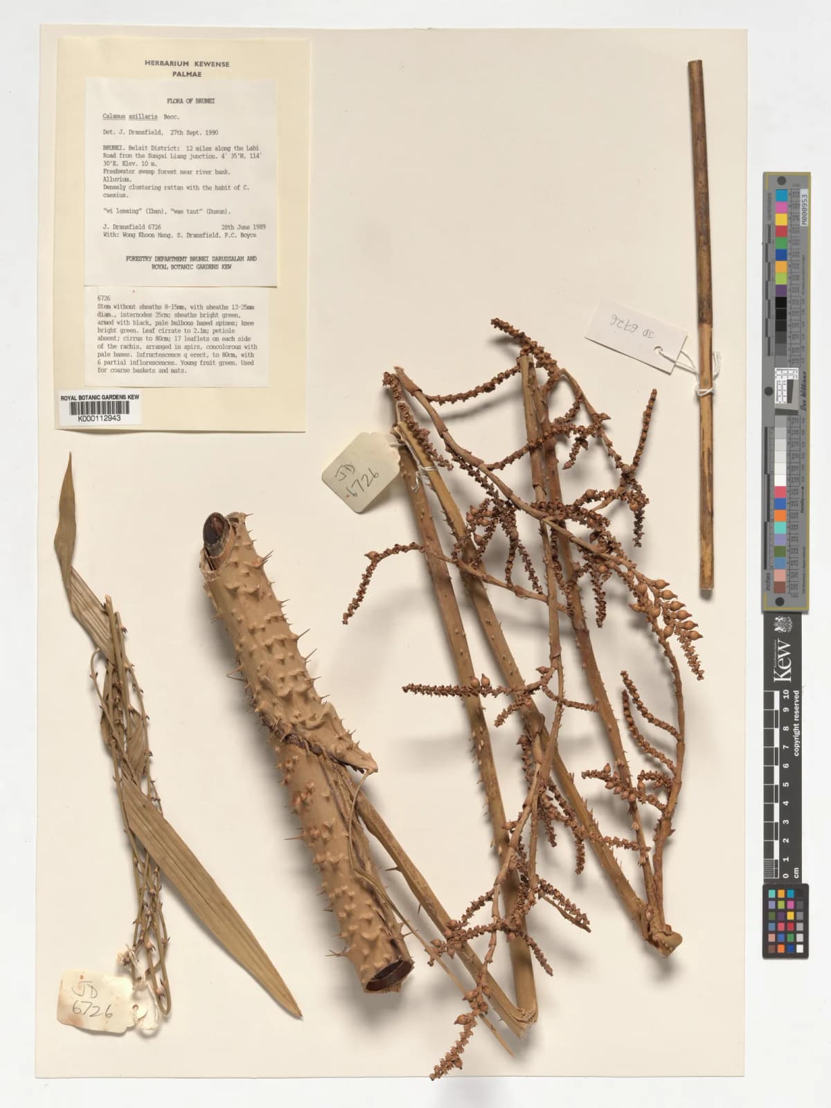 Botanical specimen of Calamus Axillaris.