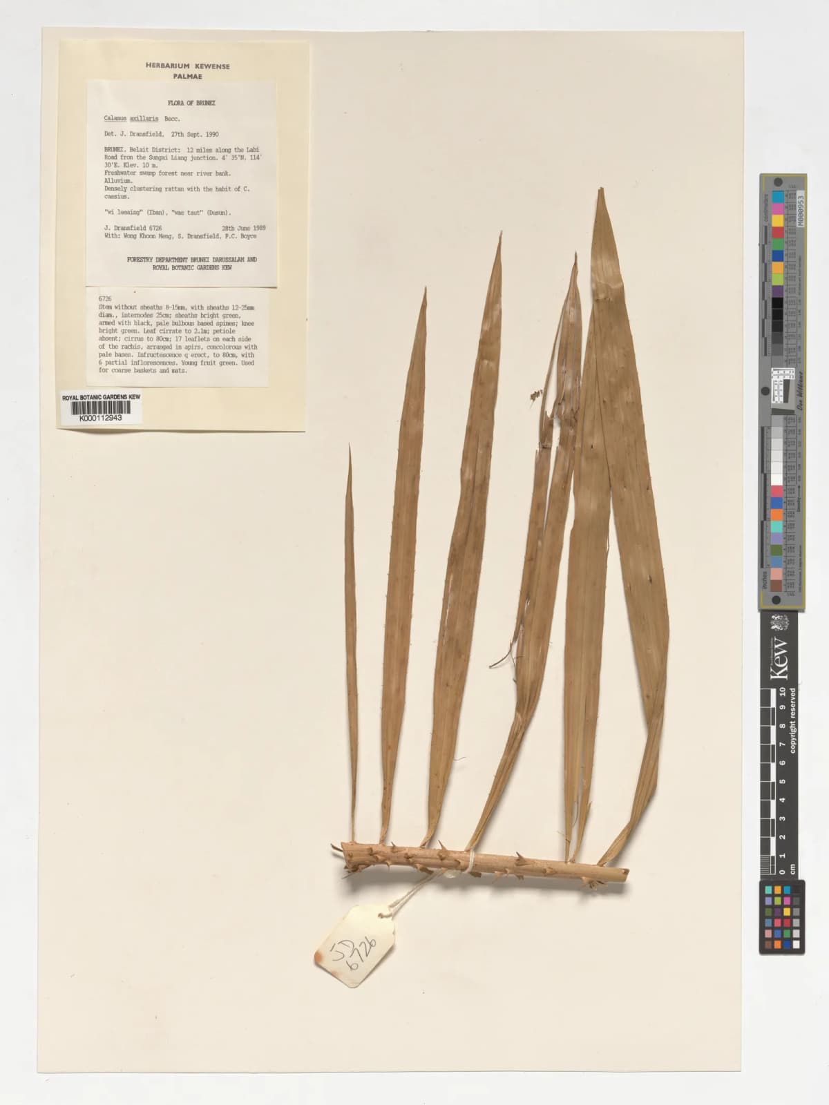 Botanical specimen of Calamus Axillaris.