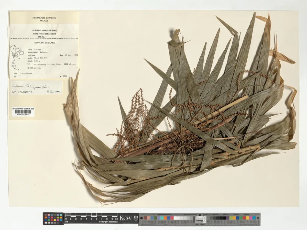 Botanical specimen of Calamus Balingensis.