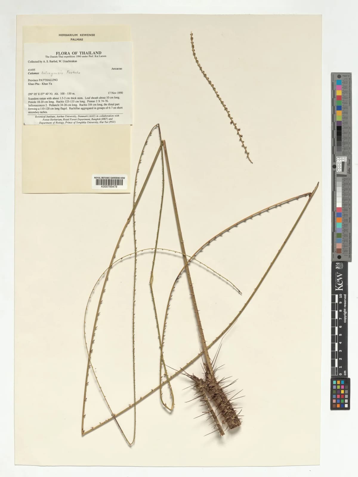 Botanical specimen of Calamus Balingensis.