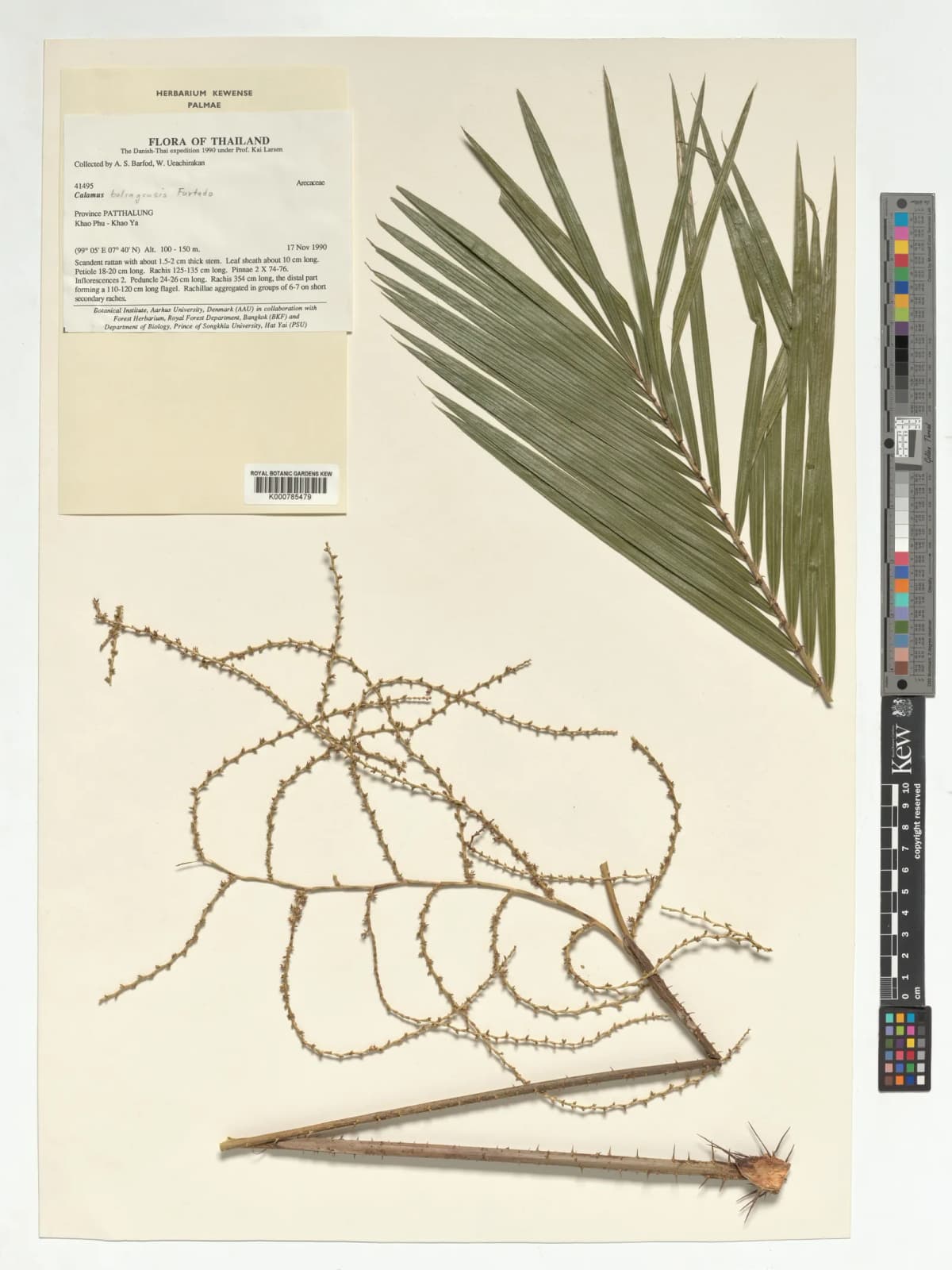 Botanical specimen of Calamus Balingensis.
