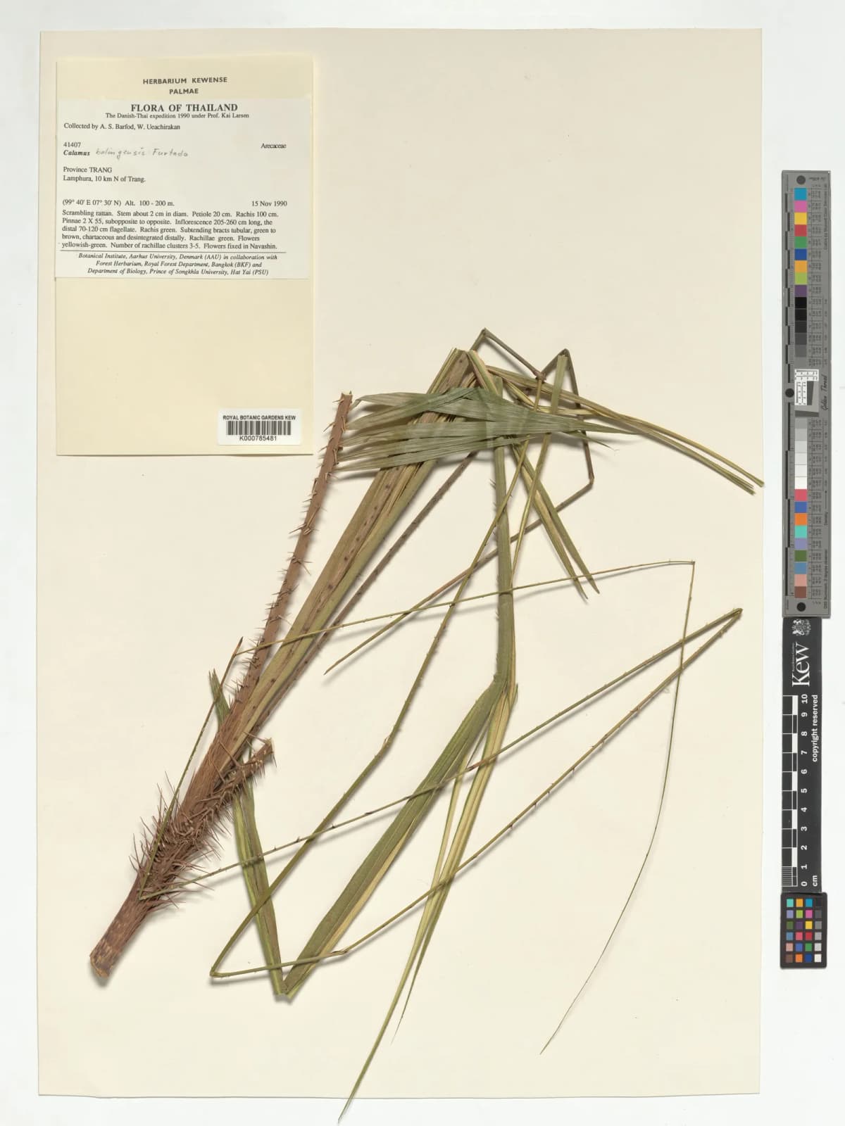 Botanical specimen of Calamus Balingensis.