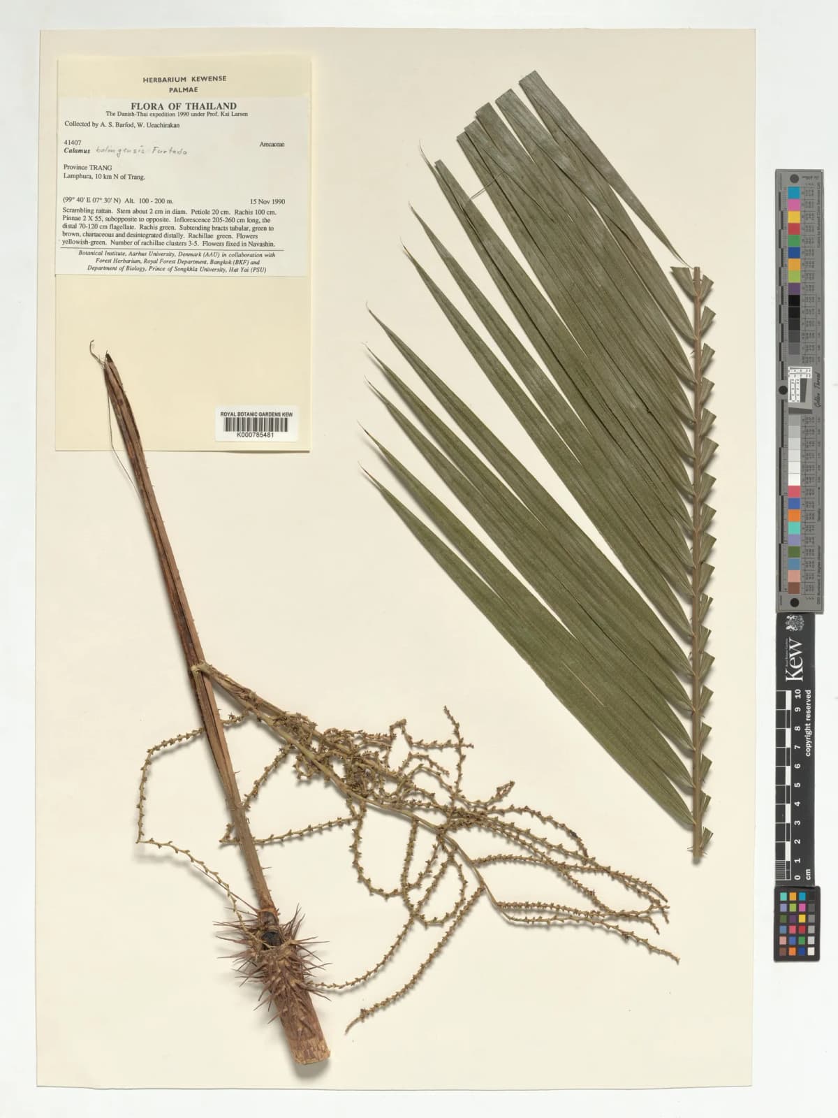 Botanical specimen of Calamus Balingensis.