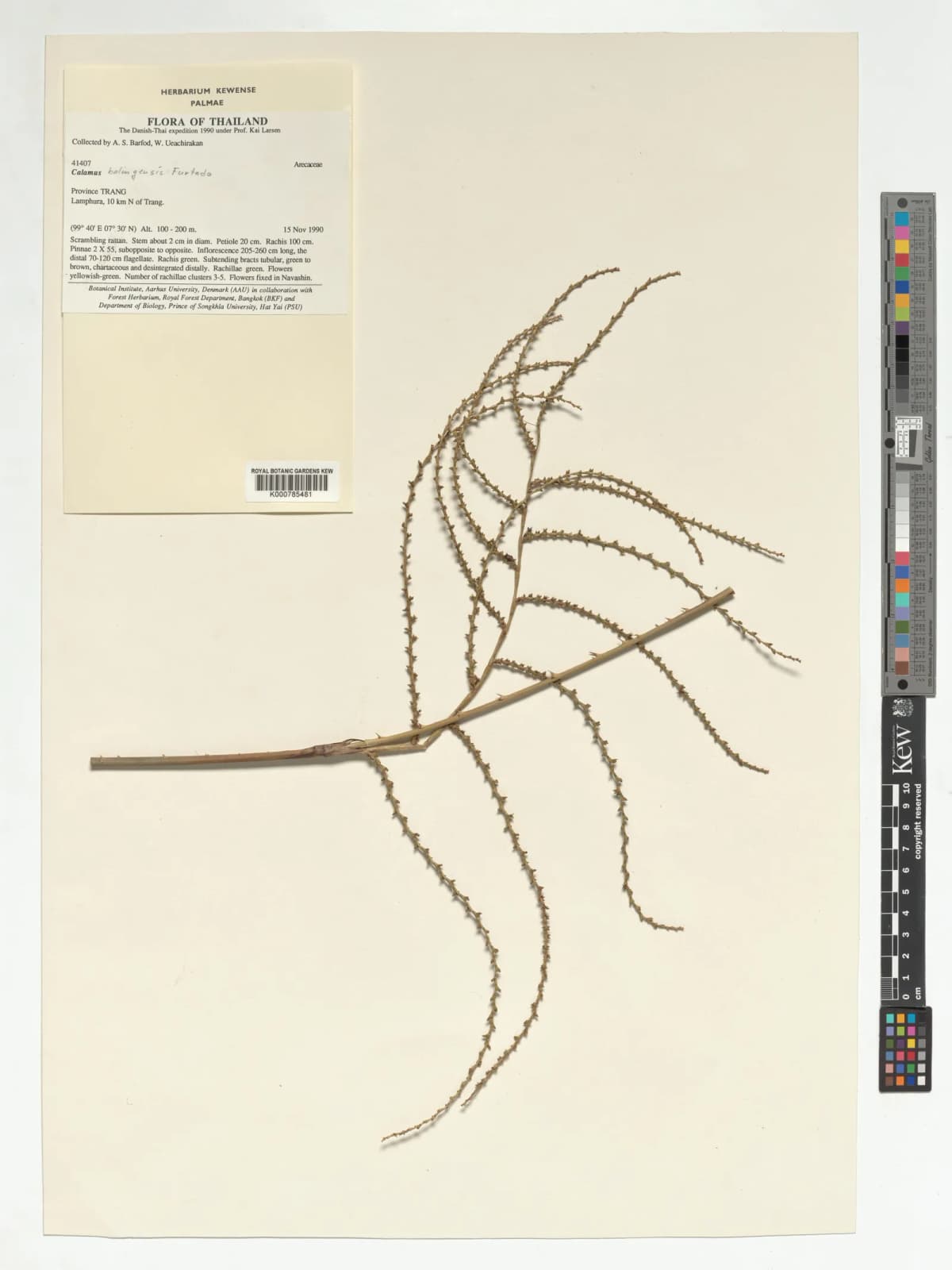 Botanical specimen of Calamus Balingensis.
