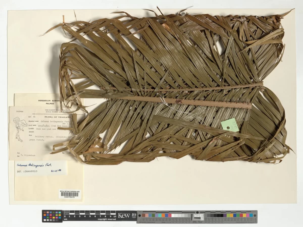 Botanical specimen of Calamus Balingensis.