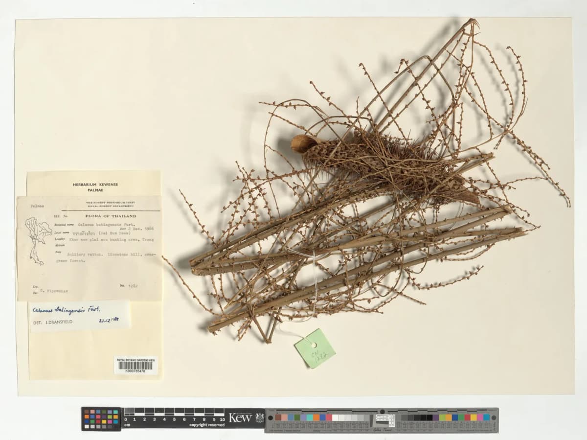 Botanical specimen of Calamus Balingensis.