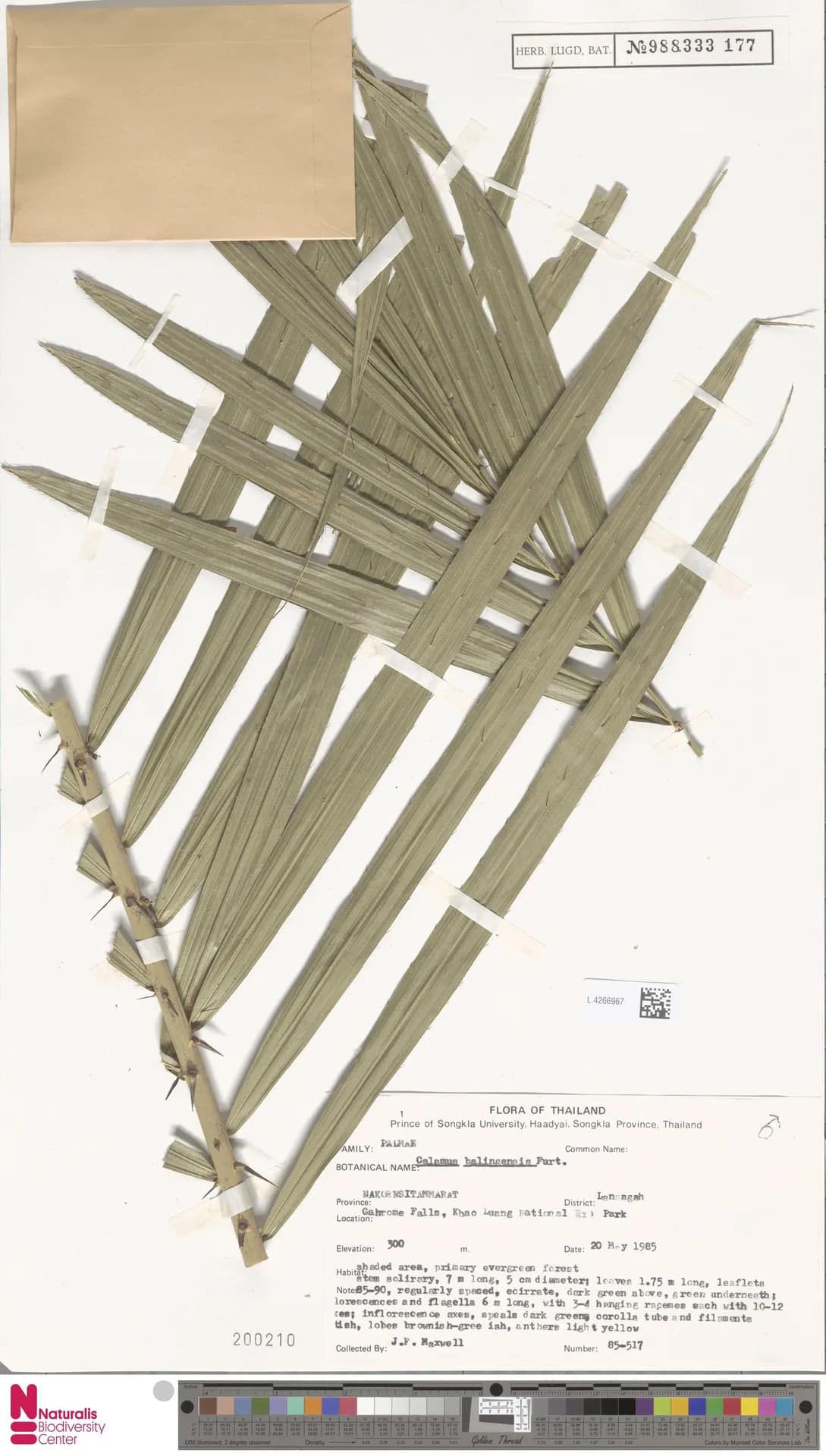 Botanical specimen of Calamus Balingensis.