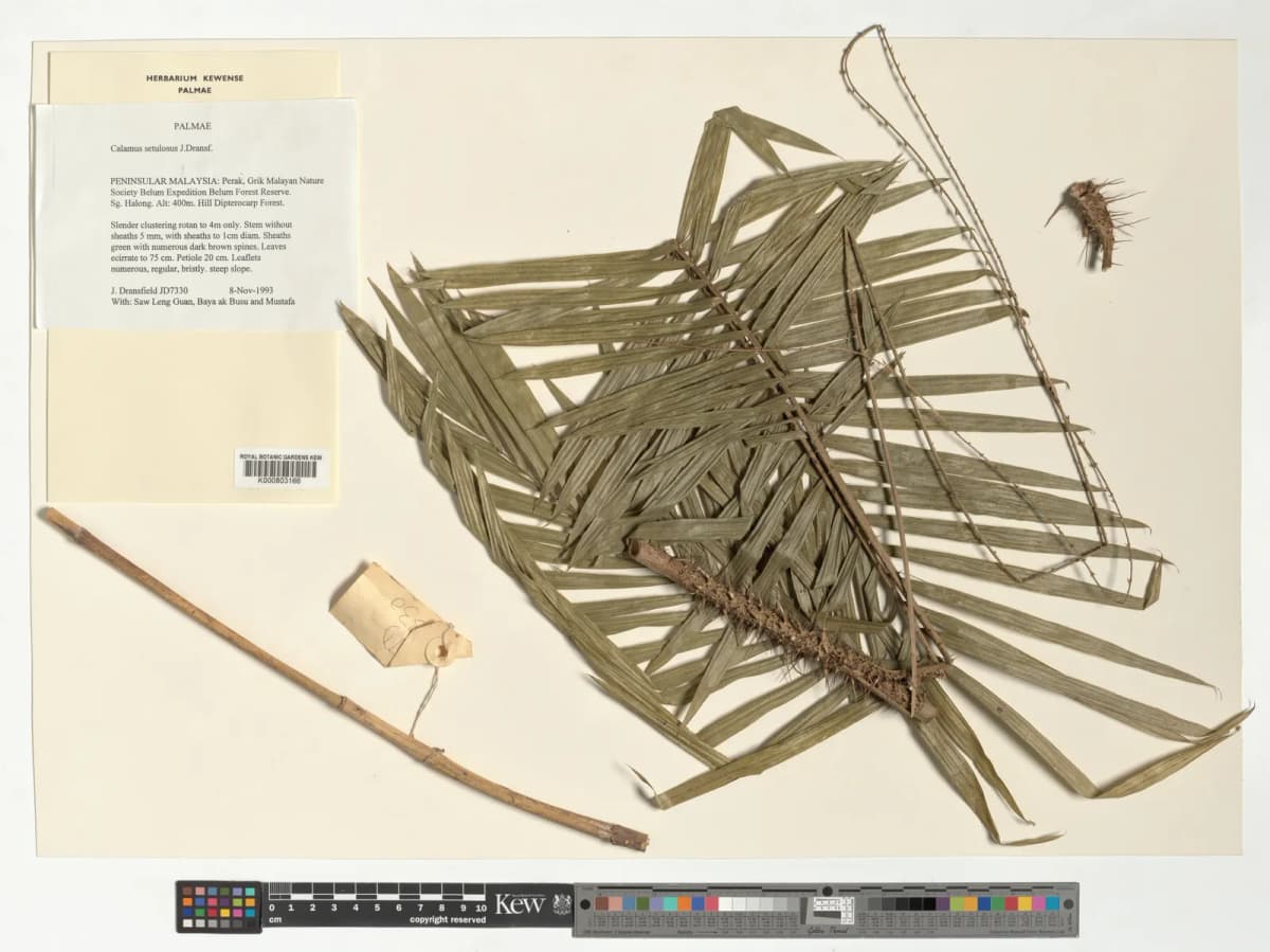 Botanical specimen of Calamus Balingensis.
