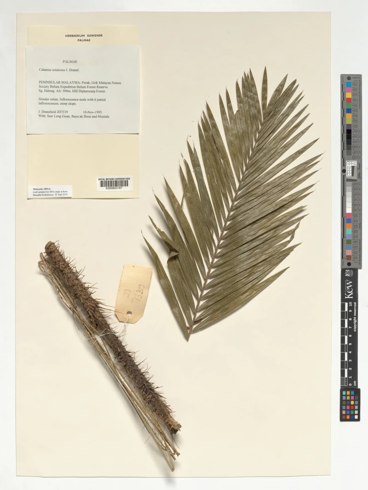 Botanical specimen of Calamus Balingensis.