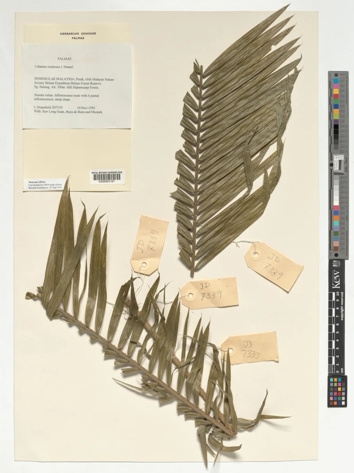 Botanical specimen of Calamus Balingensis.