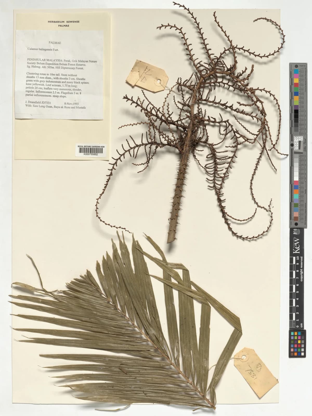 Botanical specimen of Calamus Balingensis.
