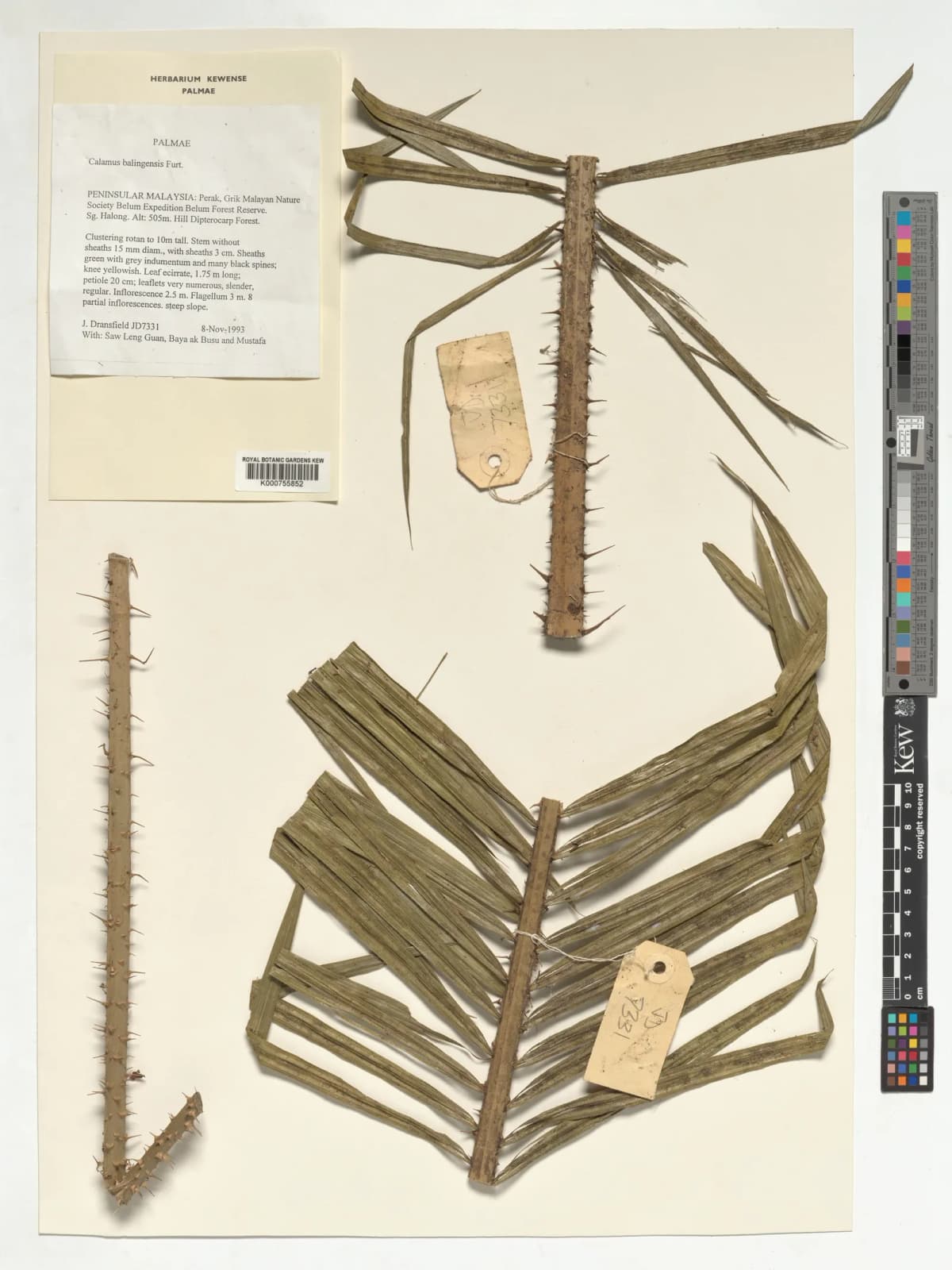 Botanical specimen of Calamus Balingensis.