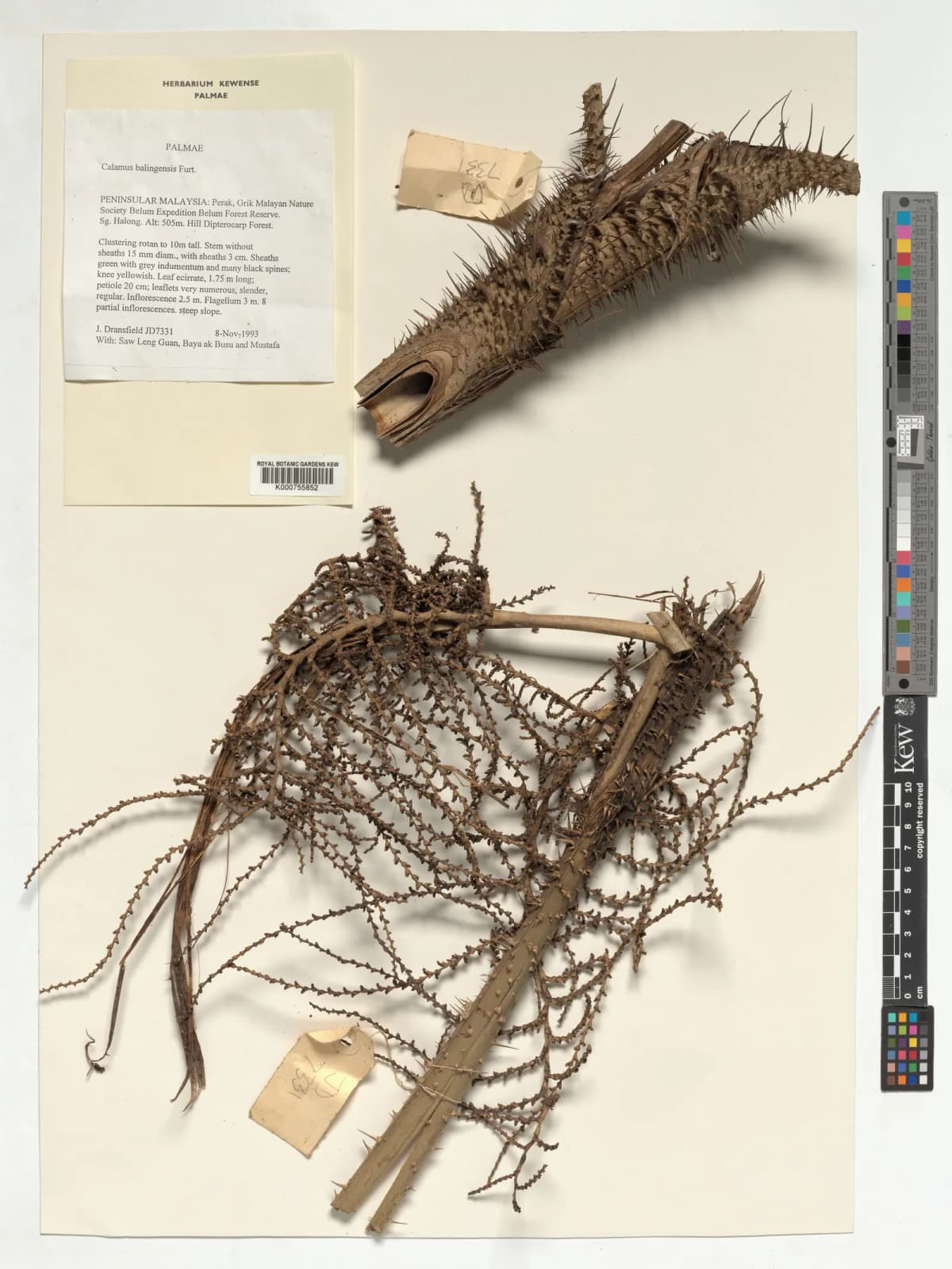 Botanical specimen of Calamus Balingensis.