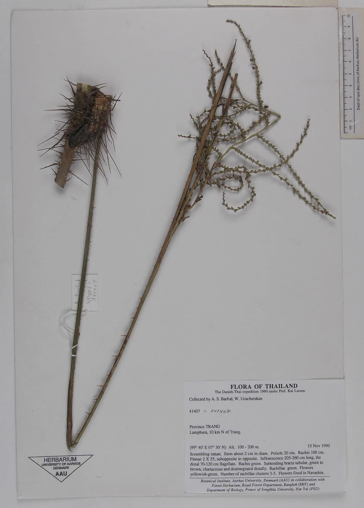 Botanical specimen of Calamus Balingensis.