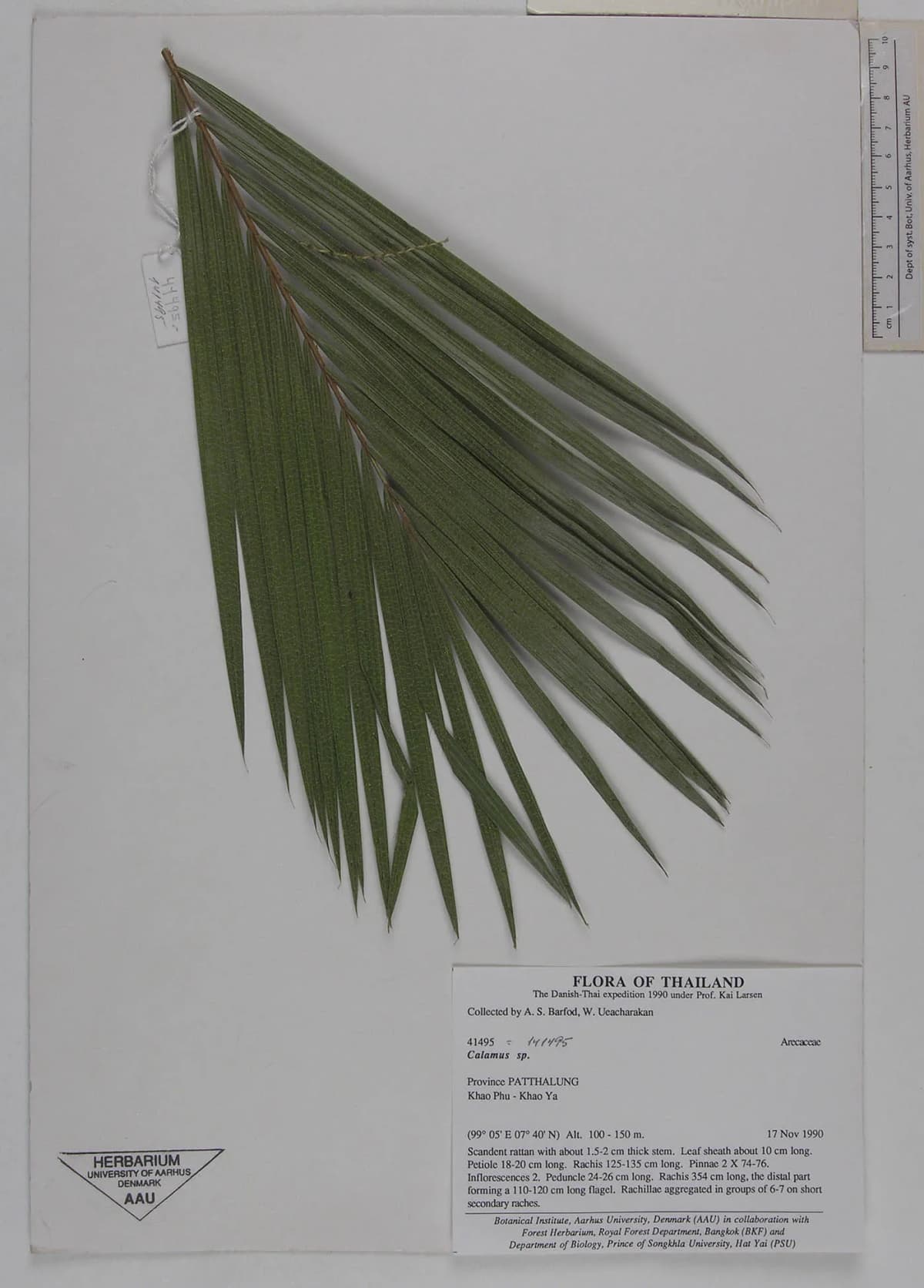 Botanical specimen of Calamus Balingensis.