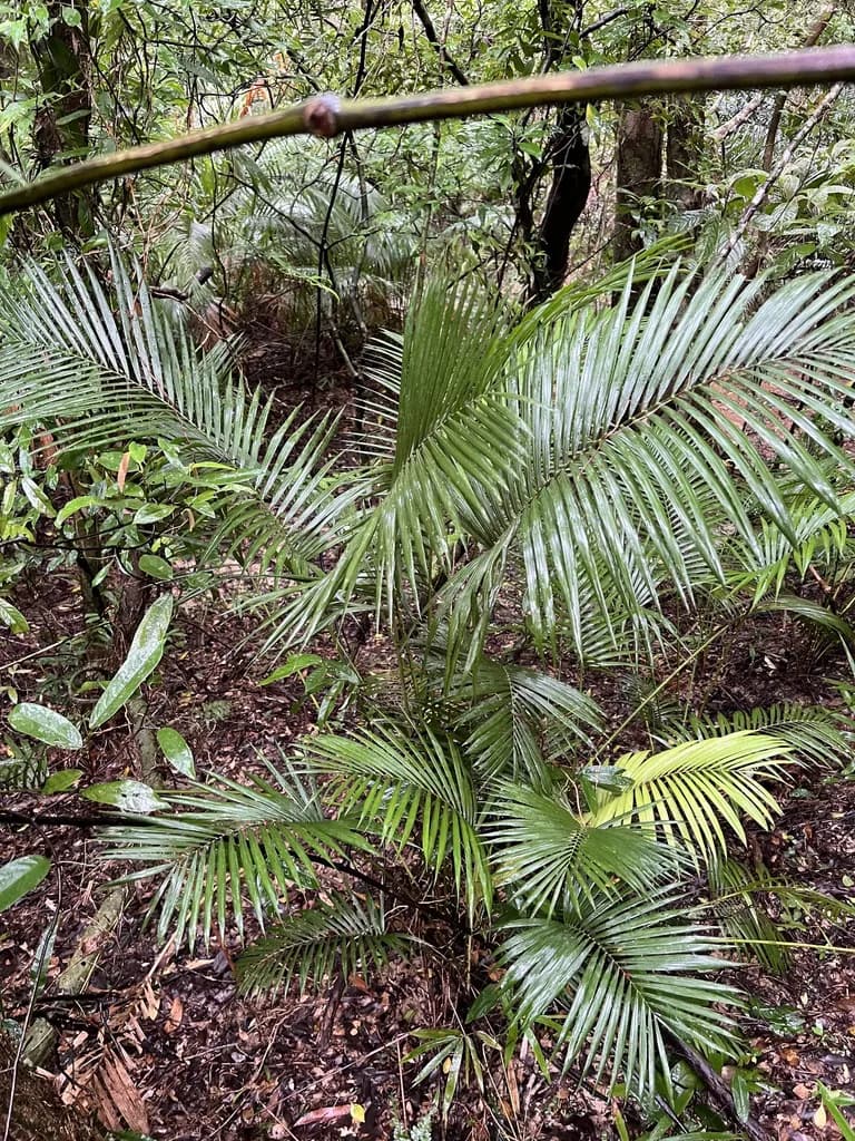 Botanical specimen of Calamus Beccarii.