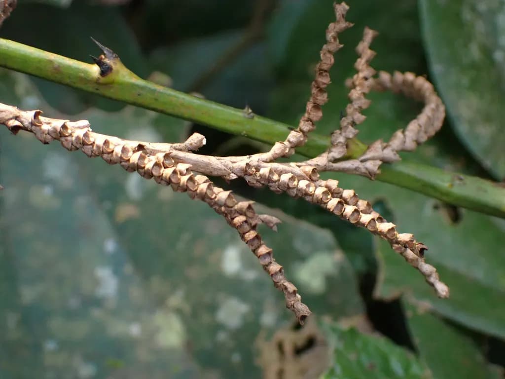 Botanical specimen of Calamus Beccarii.