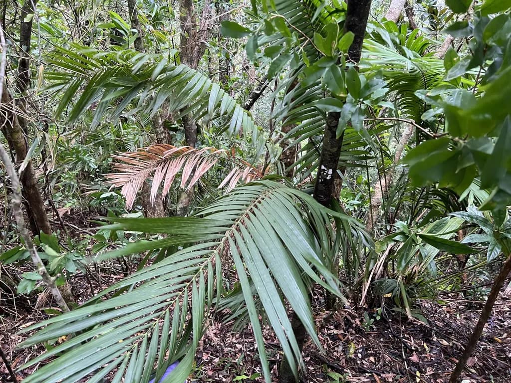 Botanical specimen of Calamus Beccarii.