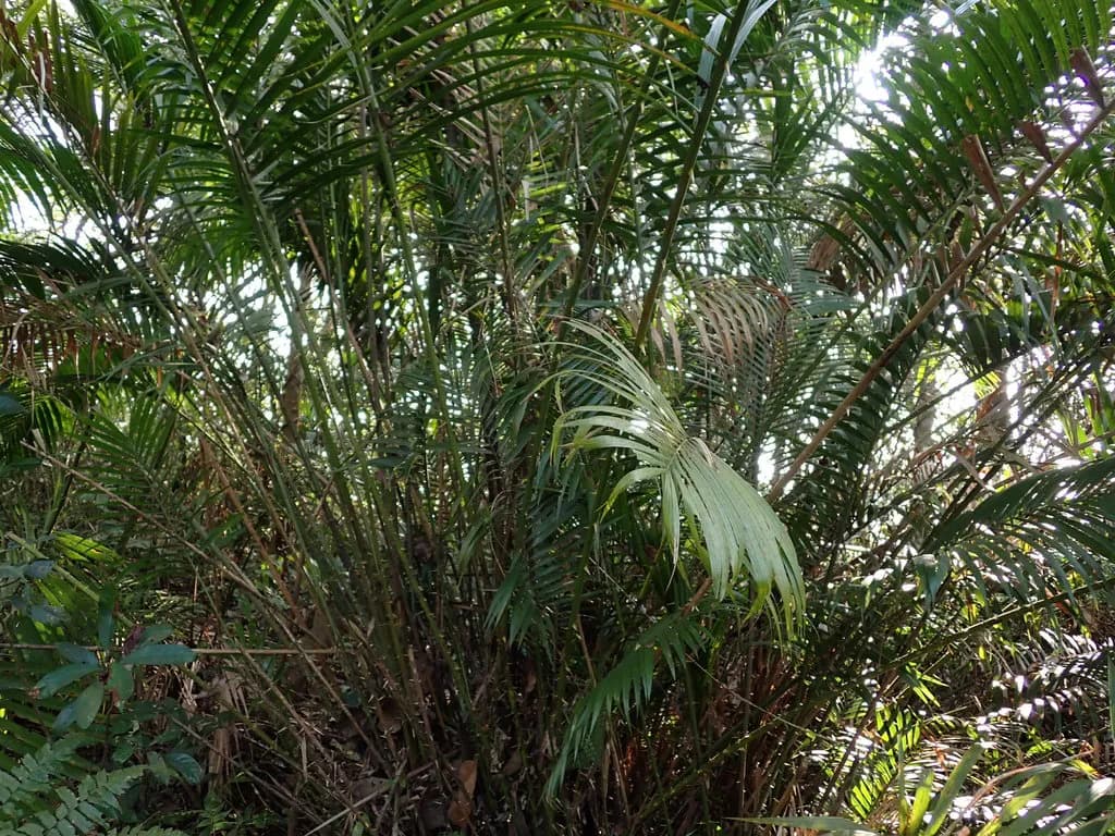 Botanical specimen of Calamus Beccarii.